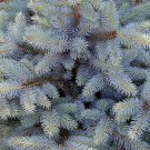 Blue Spruce Christmas Trees Non Gmo Vegetable Heirloom 50 Seeds for Garden Planting