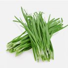 5gram Chinese Chives Non Gmo Vegetable Heirloom 1000 Seeds for Garden Planting