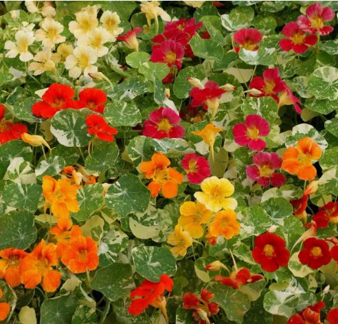 Nasturtium Alaska Mix Non Gmo Vegetable Heirloom 50 Seeds for Garden Planting