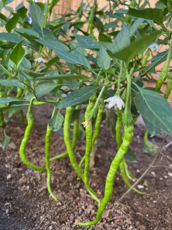 Sichuan ErJingTiao Pepper Non Gmo Vegetable Heirloom 30 Seeds for Garden Planting