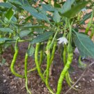 Sichuan ErJingTiao Pepper Non Gmo Vegetable Heirloom 30 Seeds for Garden Planting