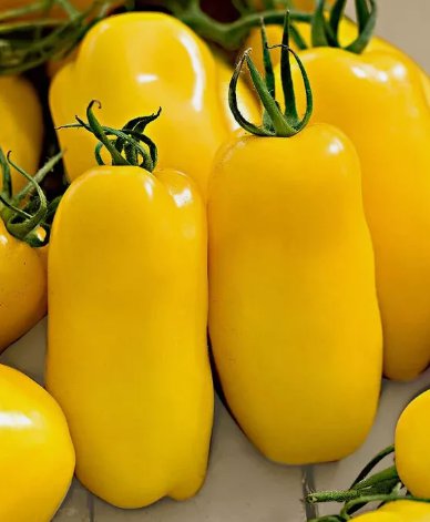 Banana Legs Paste Tomato&Acirc;&nbsp;Non Gmo Vegetable Heirloom 30 Seeds for Garden Planting