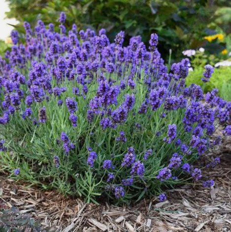Lavender Fresh Flower&Acirc;&nbsp;Tomato Non Gmo Vegetable Heirloom 20 Seeds for Garden Planting