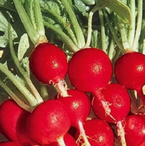 Champion Radish Non Gmo Vegetable Heirloom 25 Seeds for Garden Planting