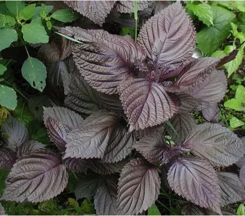 Purple Shiso Perilla, Japanese Basil Non Gmo Vegetable Heirloom 175 Seeds for Garden Planting