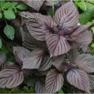 Purple Shiso Perilla, Japanese Basil Non Gmo Vegetable Heirloom 175 Seeds for Garden Planting
