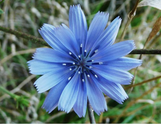 Chicory Italian Dandelion Non Gmo Vegetable Heirloom 165 Seeds for Garden Planting