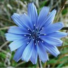Chicory Italian Dandelion Non Gmo Vegetable Heirloom 165 Seeds for Garden Planting