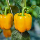 Golden Cal Wonder Sweet Bell Pepper Non Gmo Vegetable Heirloom 50 Seeds for Garden Planting