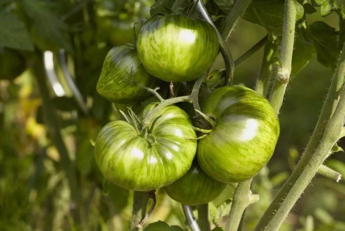 Green Zebra Tomato Non Gmo Vegetable Heirloom 30 Seeds for Garden Planting
