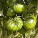Green Zebra Tomato Non Gmo Vegetable Heirloom 30 Seeds for Garden Planting