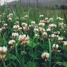 White Dutch Clover Cover Crop Vegetable Heirloom 5000 Seeds for Garden Planting