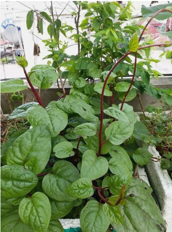 Red (Rubra) Malabar Spinach Vegetable Heirloom 100 Seeds for Garden Planting