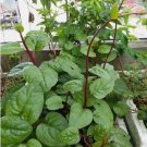 Red (Rubra) Malabar Spinach Vegetable Heirloom 100 Seeds for Garden Planting