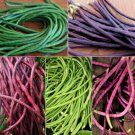 5 Colors Mix Yard Long Bean Multi Variety Vegetable Heirloom 30 Seeds for Garden Planting 5 Colors Mix Yard Long Bean Multi Variety Vegetable Heirloom 30 Seeds for Garden Planting
