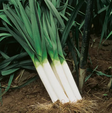 American Flag Leek Broad London Vegetable Heirloom 250 Seeds for Garden Planting