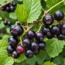 Black Currant Berry Ribes divaricatum Vegetable Heirloom 30 Seeds for Garden Planting