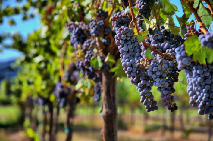 Grape Vine For PlantingVWine Grape Fruit Vegetable Heirloom 30 Seeds for Garden Planting