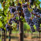 Grape Vine For PlantingVWine Grape Fruit Vegetable Heirloom 30 Seeds for Garden Planting