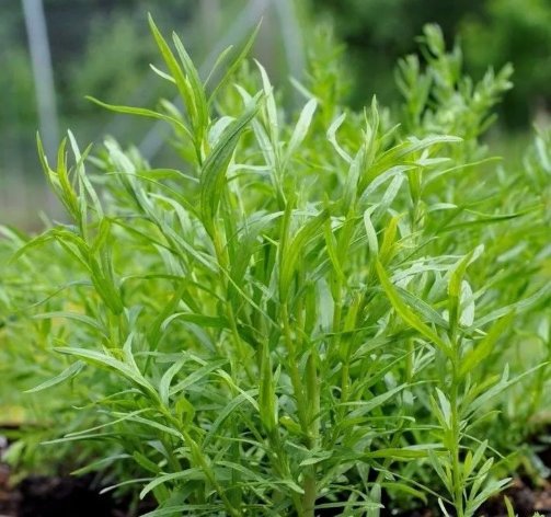 Russian Tarragon Herb Vegetable Heirloom 1400 Seeds for Garden Planting