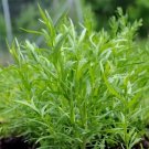 Russian Tarragon Herb Vegetable Heirloom 1400 Seeds for Garden Planting