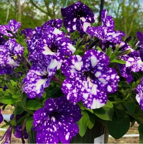 Purple Petunia Starry Flower Vegetable Heirloom 20 Seeds for Garden Planting