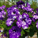 Purple Petunia Starry Flower Vegetable Heirloom 20 Seeds for Garden Planting
