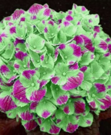 Hydrangea Garden Plant Flower Light Green Pink Vegetable Heirloom 25 Seeds for Garden Planting
