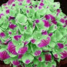 Hydrangea Garden Plant Flower Light Green Pink Vegetable Heirloom 25 Seeds for Garden Planting Hydrangea Garden Plant Flower Light Green Pink Vegetable Heirloom 25 Seeds for Garden Planting