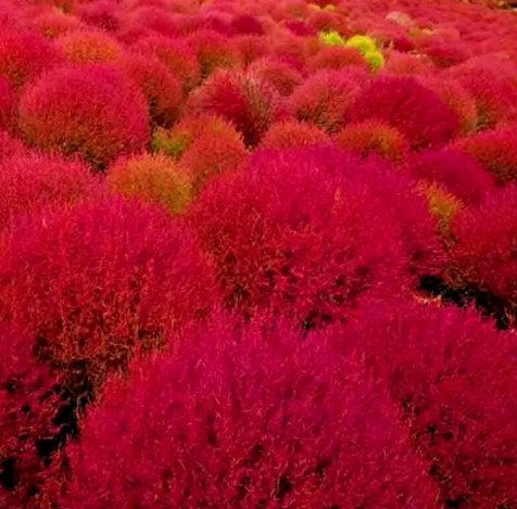 Rare Burning Bush Cold Hardy Color Grass Vegetable Heirloom 300 Seeds for Garden Planting