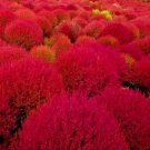 Rare Burning Bush Cold Hardy Color Grass Vegetable Heirloom 300 Seeds for Garden Planting
