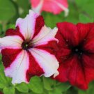 Petunia Flowers Style 12 Perennial Vegetable Heirloom 350 Seeds for Garden Planting