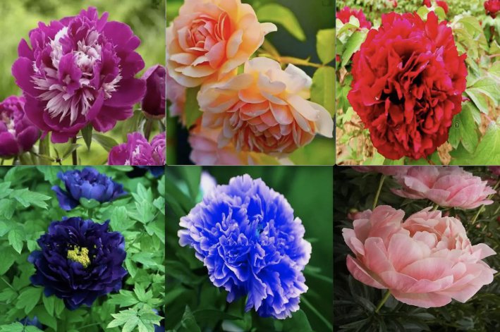 &Acirc;&nbsp;Exotic Rare Peony Flower Vegetable Heirloom 20 Seeds for Garden Planting