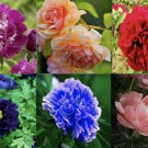  Exotic Rare Peony Flower Vegetable Heirloom 20 Seeds for Garden Planting