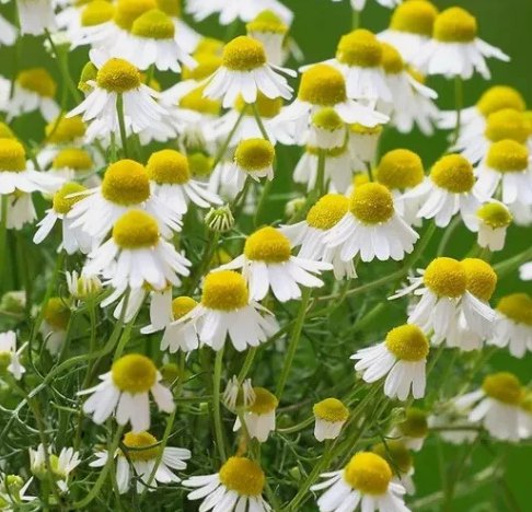 German Chamomile Herb Medicinal Vegetable Heirloom 3000 Seeds for Garden Planting
