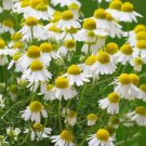 German Chamomile Herb Medicinal Vegetable Heirloom 3000 Seeds for Garden Planting