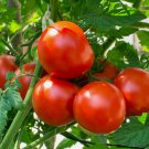 Homestead Very Heat Tolerant Tomato Vegetable Heirloom 25 Seeds for Garden Planting