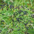 Black Goji Berry Lycium ruthenicum) Vegetable Heirloom 30 Seeds for Garden Planting Black Goji Berry Lycium ruthenicum) Vegetable Heirloom 30 Seeds for Garden Planting