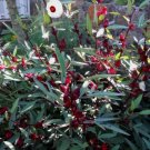 Roselle Gongura Sour-leaf Sorrel Vegetable Heirloom 30 Seeds For garden Planting
