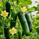Cucumber Muncher Burpless Vegetable Heirloom 30 Seeds For garden Planting