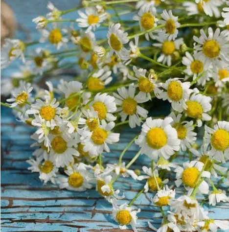 Herb Roman Chamomile Medicinal Vegetable Heirloom 500 Seeds For garden Planting