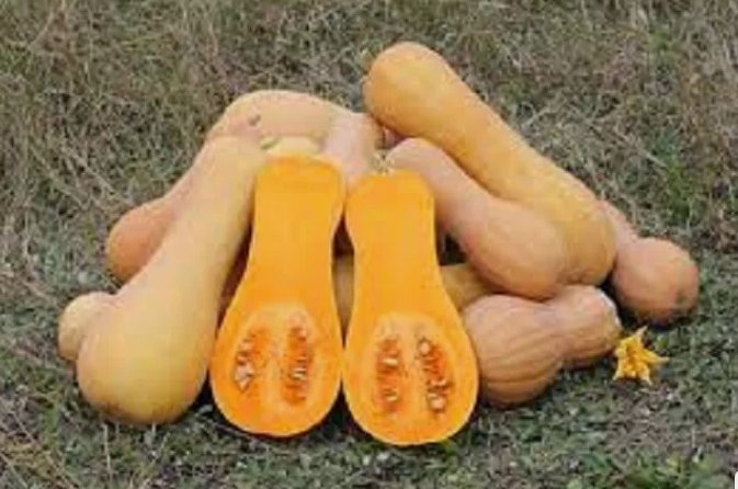 Premium Waltham Butternut Winter Squash Vegetable Heirloom 10 Seeds For garden Planting