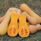Premium Waltham Butternut Winter Squash Vegetable Heirloom 10 Seeds For garden Planting