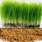 Wheatgrass - Cat Grass Non Gmo Vegetable Heirloom 100 Seeds For garden Planting