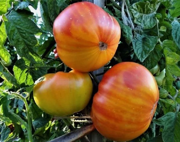 Pineapple Tomato Vegetable Beefsteak Heirloom 50 Seeds For garden Planting