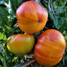 Pineapple Tomato Vegetable Beefsteak Heirloom 50 Seeds For garden Planting