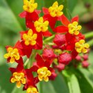 Milkweed Tropical Bloodflower Asclepias Monarch Heirloom 100 Seeds For garden Planting