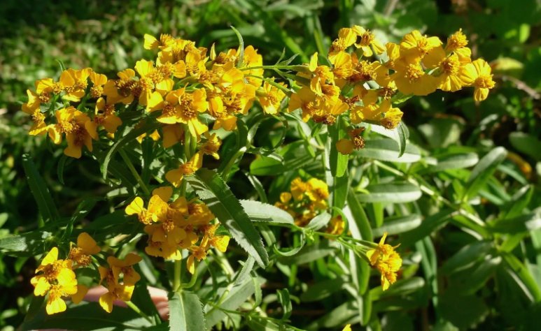 Mexican Tarragon Texas Tarragon, Mexican Mint Marigold Heirloom 300 Seeds For garden Planting