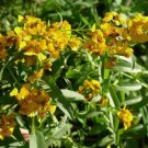Mexican Tarragon Texas Tarragon, Mexican Mint Marigold Heirloom 300 Seeds For garden Planting