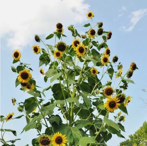 Sunflower Skyscraper 144&acirc;�� Tall Edible Vegetable Heirloom 25 Seeds For garden Planting